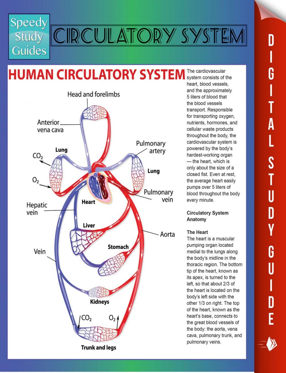 Big bigCover of Circulatory System (Speedy Study Guides)