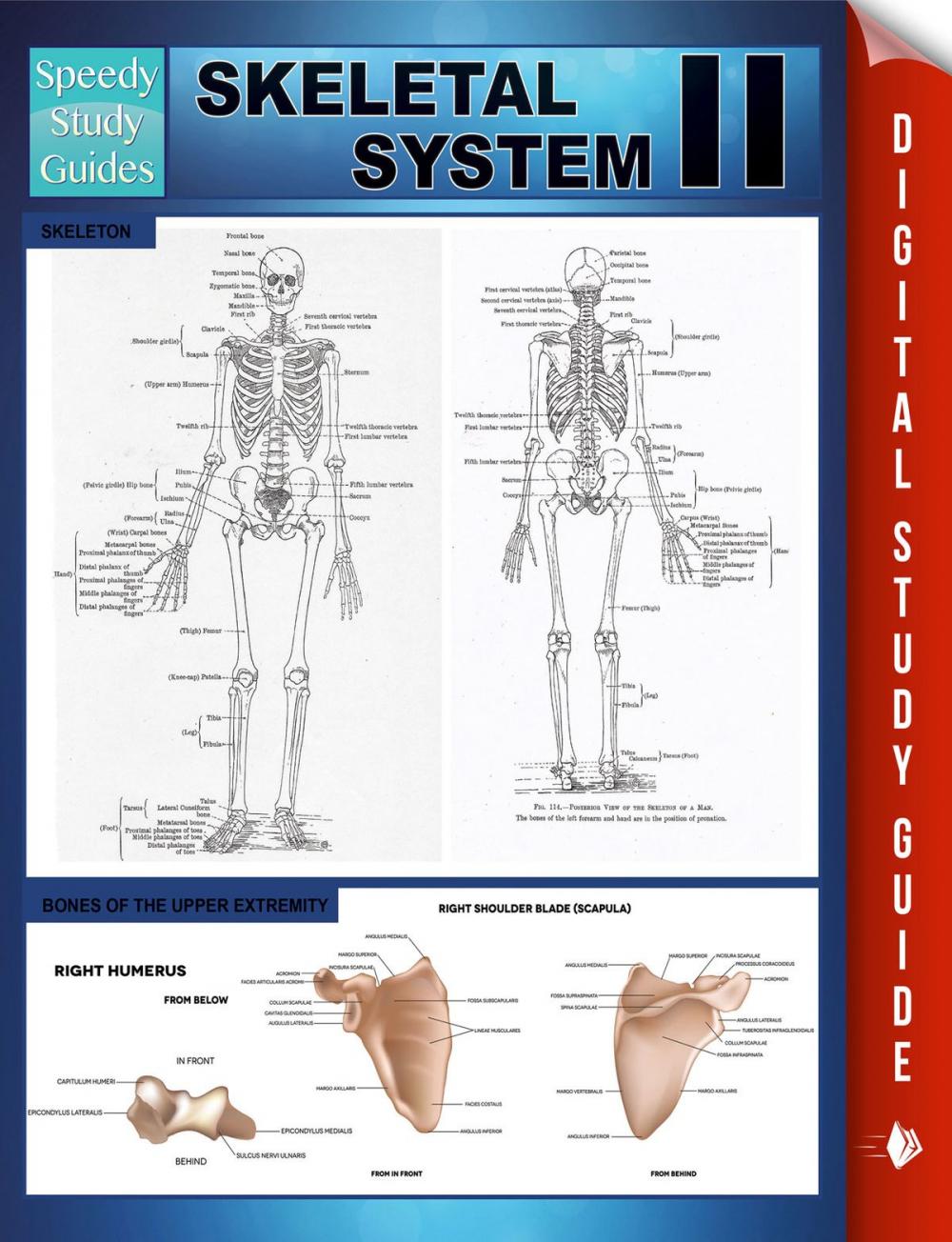 Big bigCover of Skeletal System II (Speedy Study Guides)