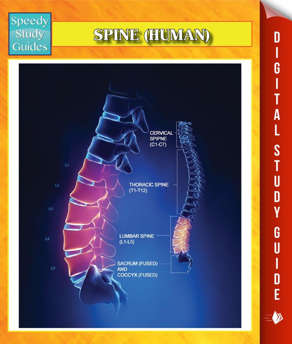 Big bigCover of Spine (Human) Speedy Study Guides