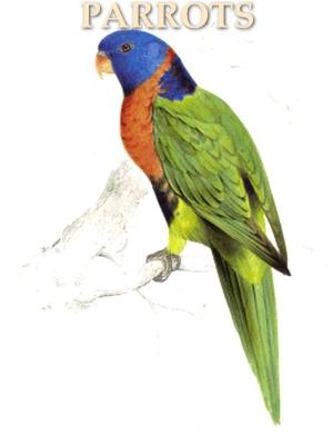 Cover of the book Illustrations of the Family of Psittacide or Parrots by Henry Ossian Flipper