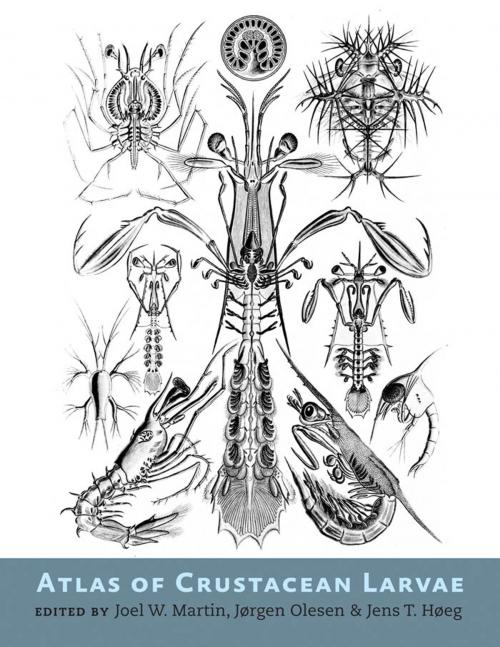 Cover of the book Atlas of Crustacean Larvae by , Johns Hopkins University Press