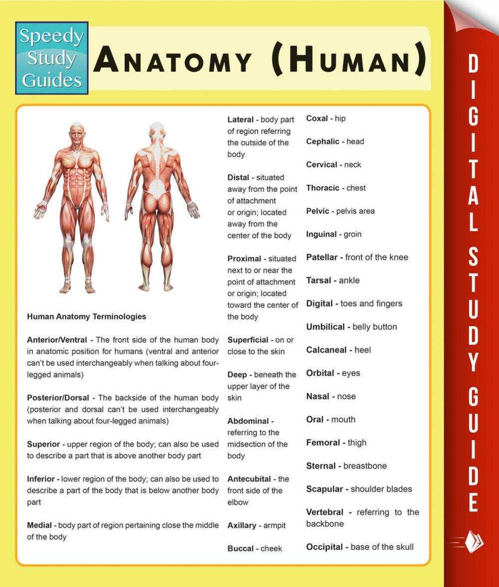 Big bigCover of Anatomy (Human) (Speedy Study Guides)