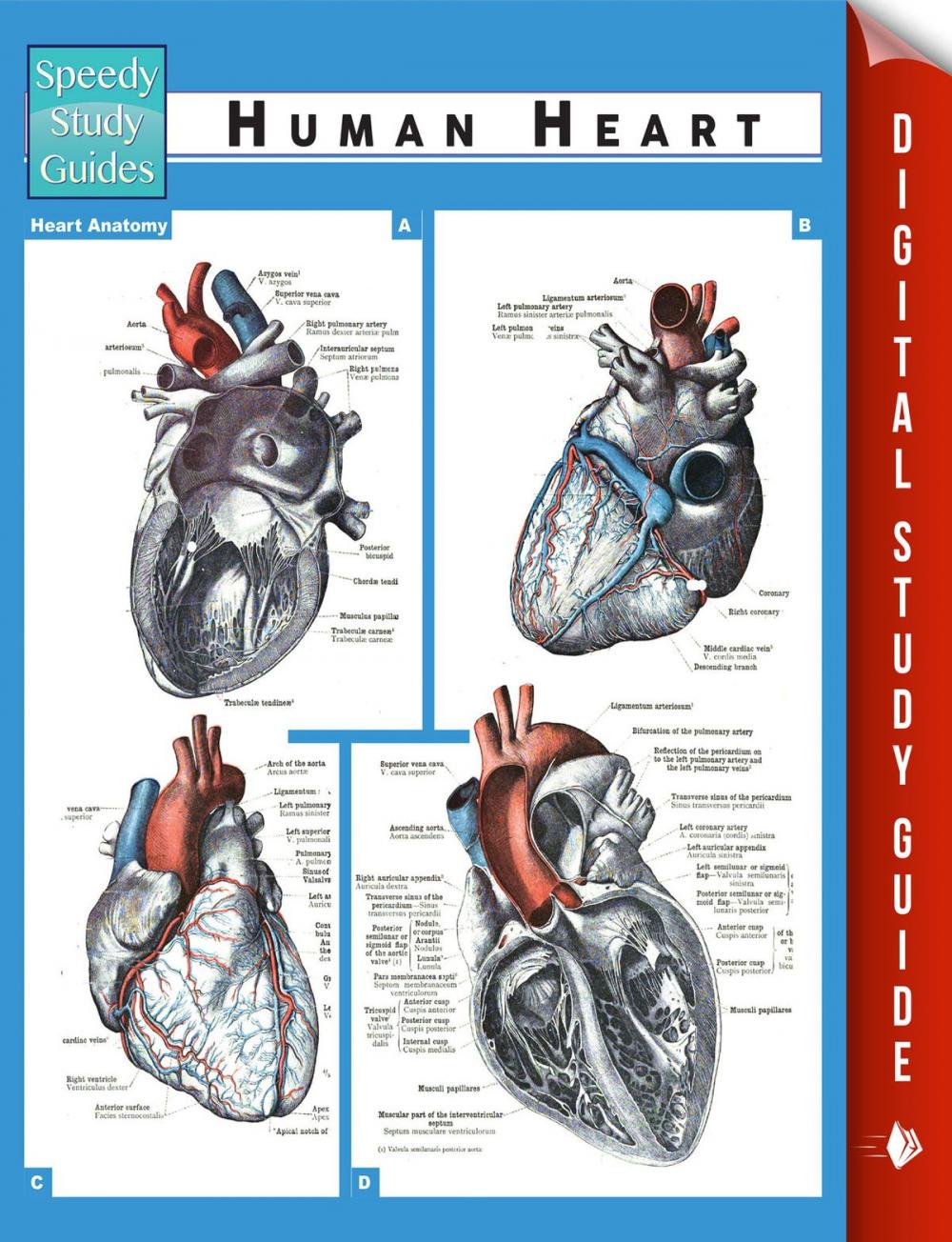 Big bigCover of Human Heart (Speedy Study Guides)