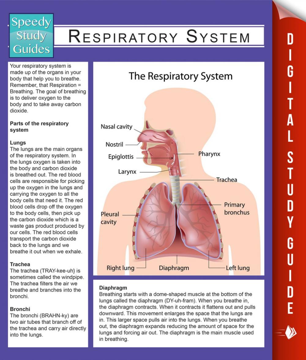 Big bigCover of Respiratory System (Speedy Study Guides)