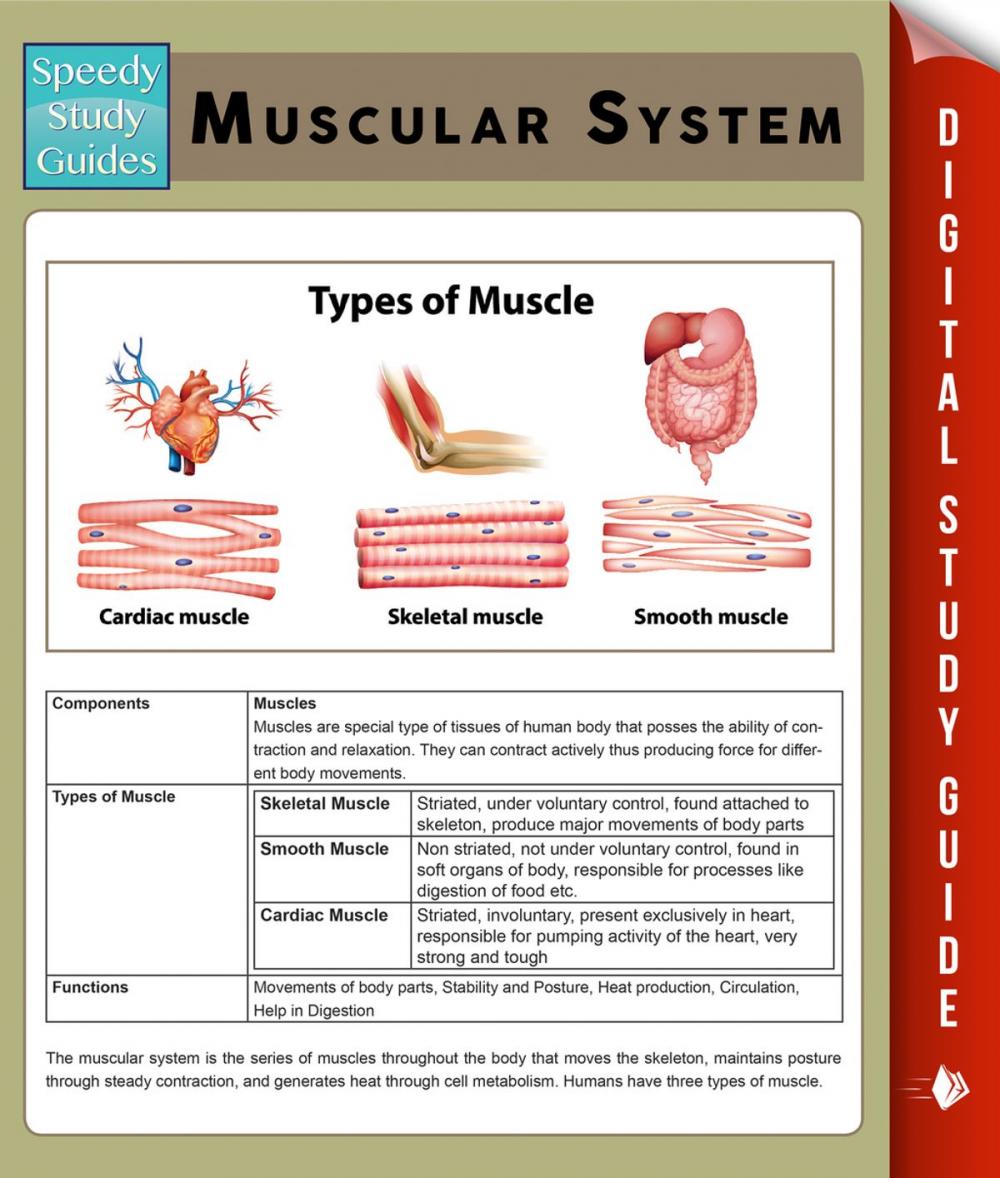 Big bigCover of Muscular System (Speedy Study Guides)