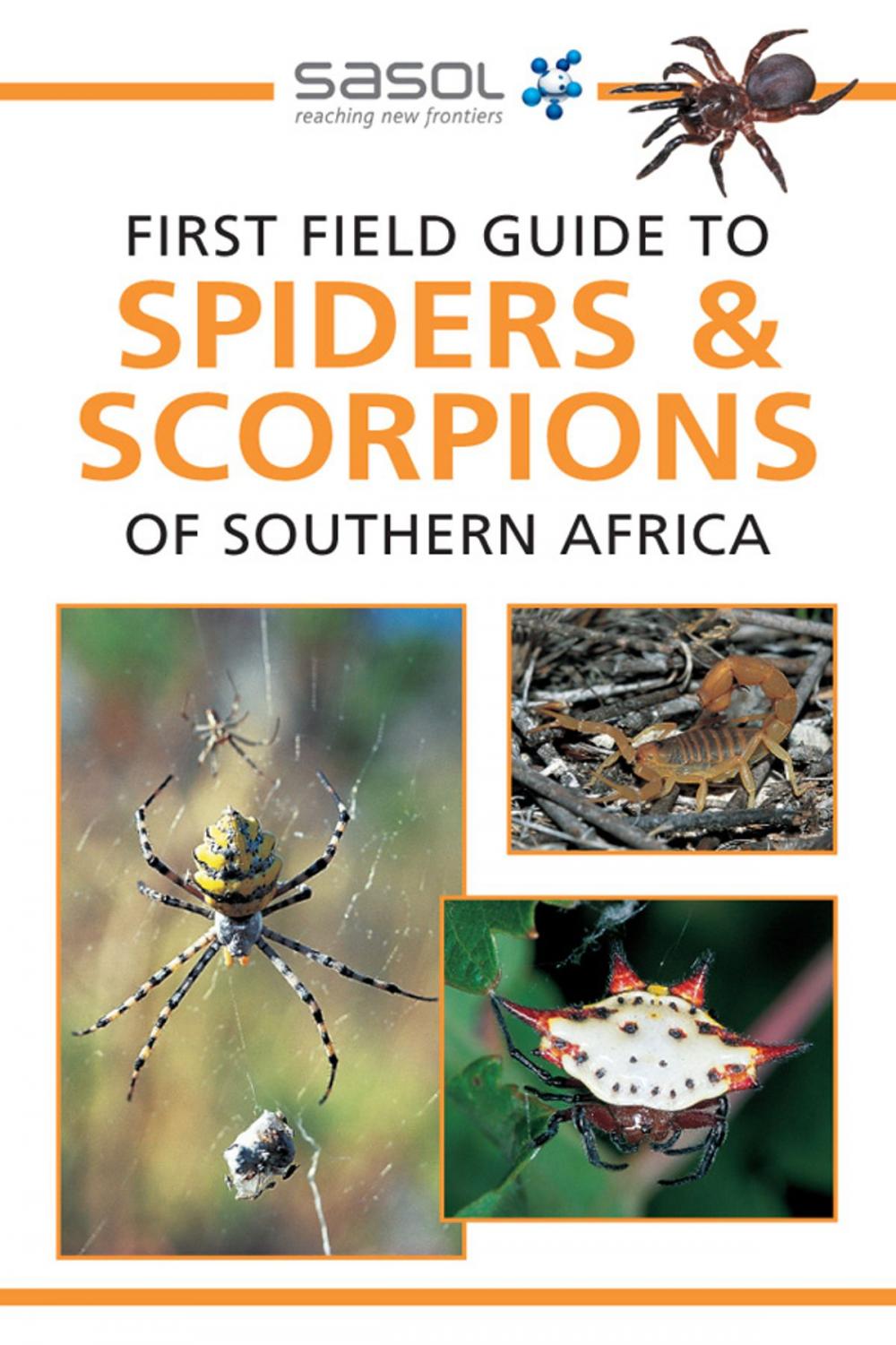 Big bigCover of First Field Guide to Spiders & Scorpions of Southern Africa