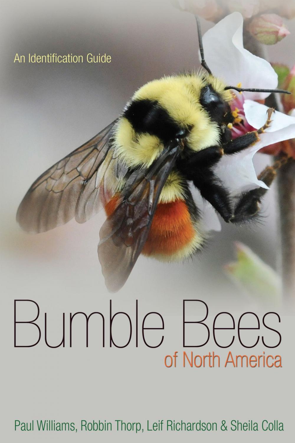 Big bigCover of Bumble Bees of North America