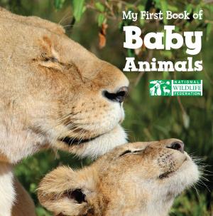 Cover of the book My First Book of Baby Animals (National Wildlife Federation) by Maya Ajmera, Dominique Browning