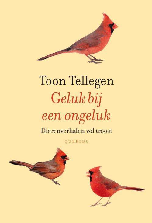 Cover of the book Geluk bij een ongeluk by Toon Tellegen, Singel Uitgeverijen