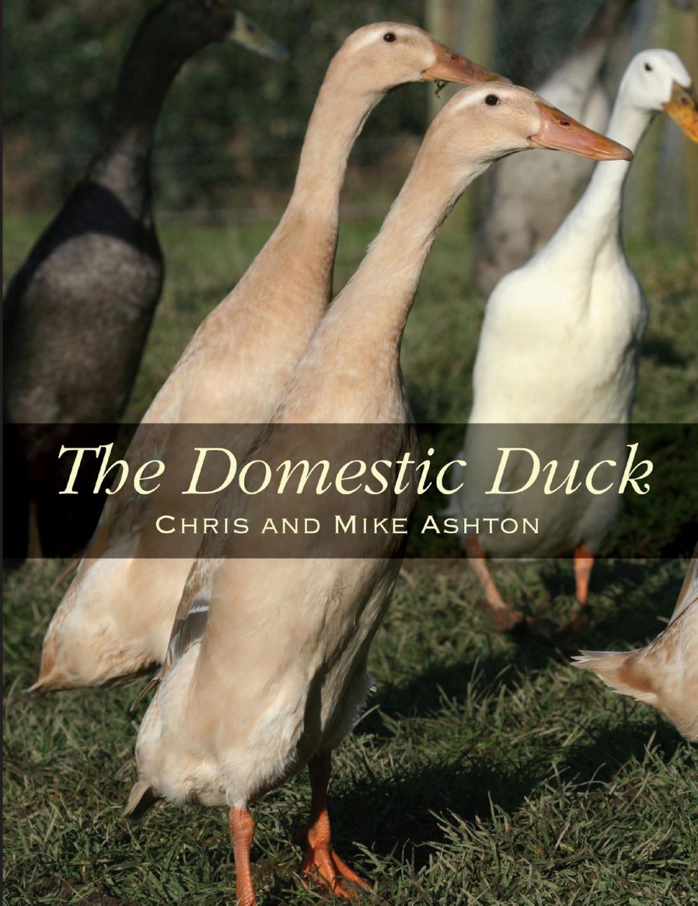 Big bigCover of Domestic Duck