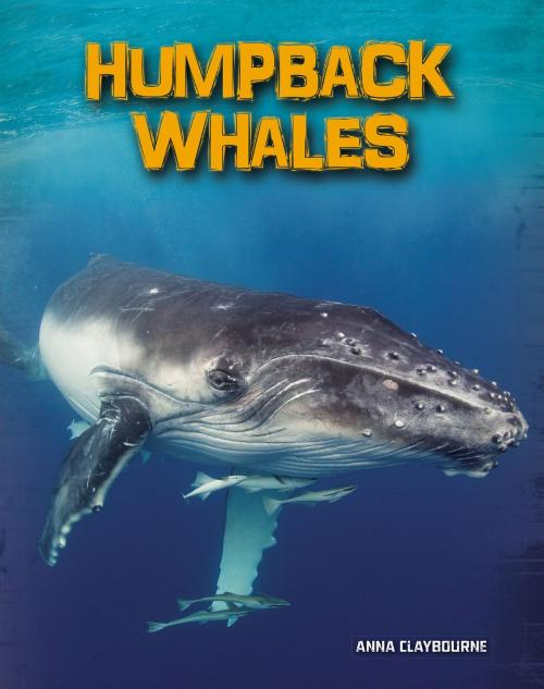 Cover of the book Humpback Whales by Anna Claybourne, Capstone