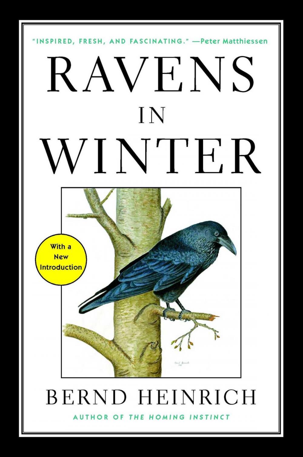 Big bigCover of Ravens in Winter