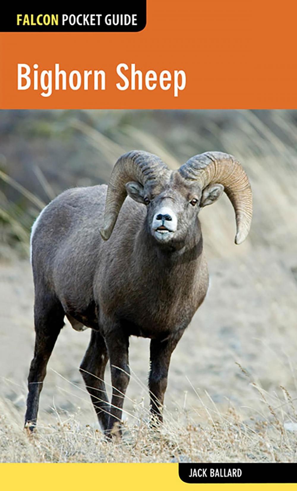 Big bigCover of Bighorn Sheep