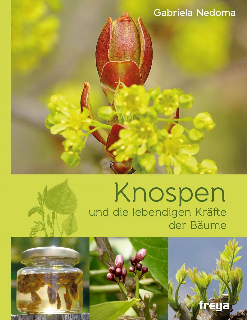 Big bigCover of Knospen