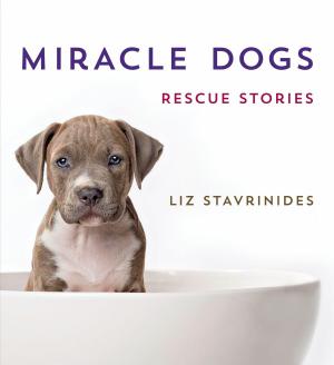 Cover of the book Miracle Dogs by Lisa Lillien