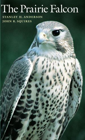 Book cover of The Prairie Falcon