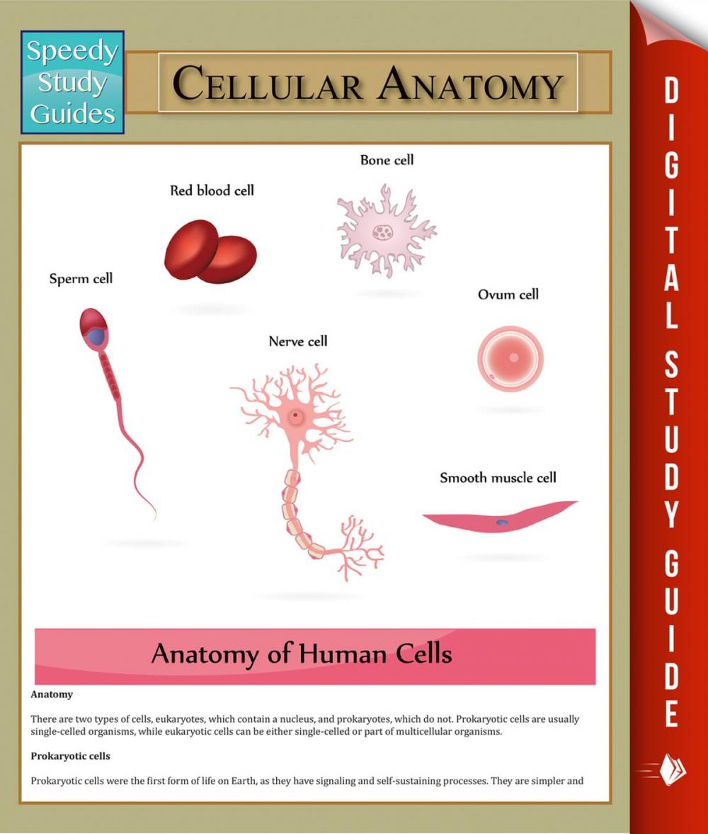 Big bigCover of Cellular Anatomy