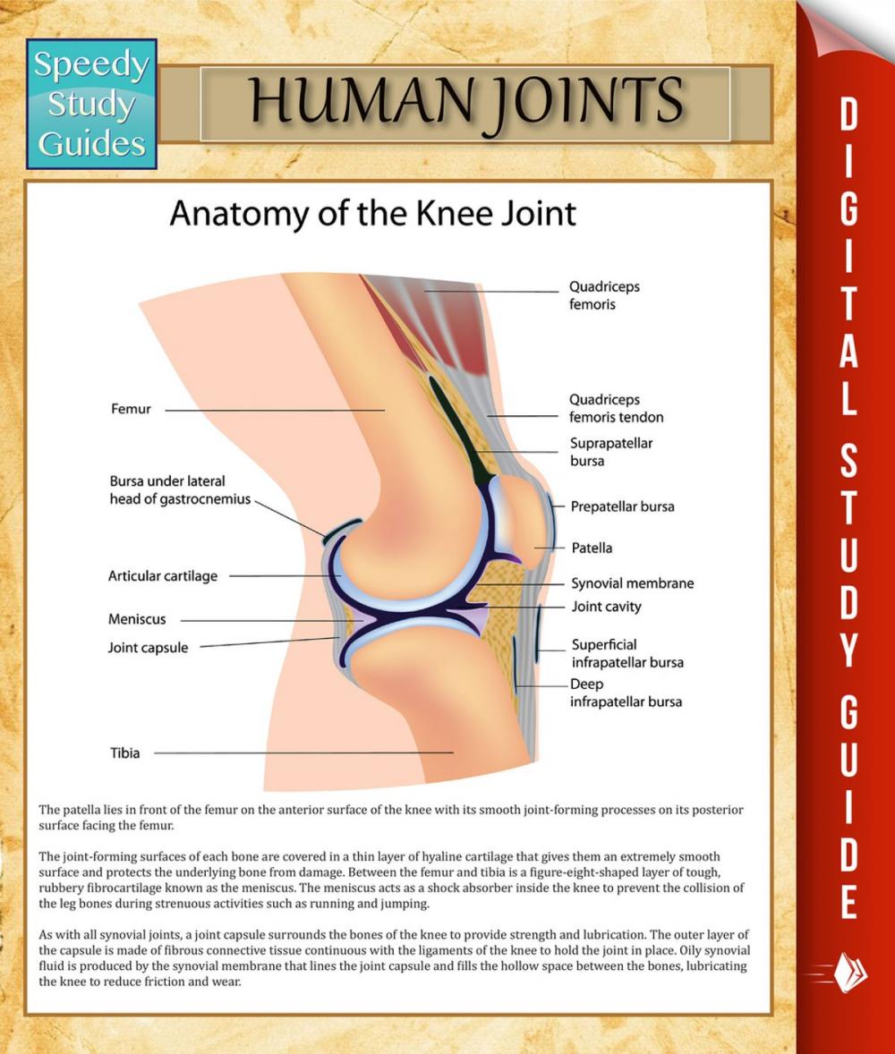 Big bigCover of Human Joints