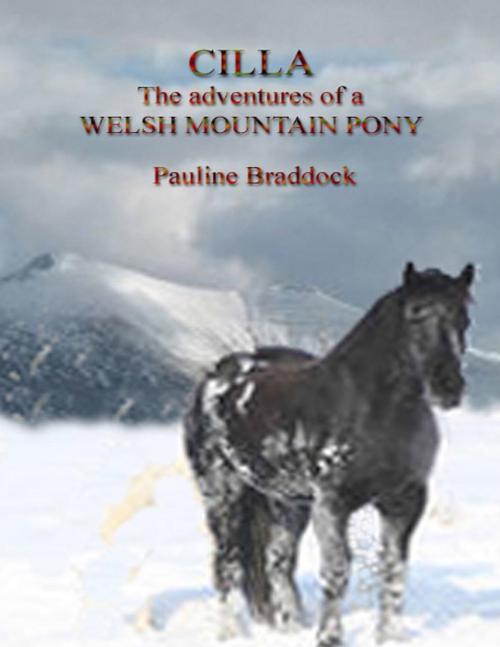 Cover of the book Cilla: The Adventures of a Welsh Mountain Pony by Pauline Braddock, Lulu.com