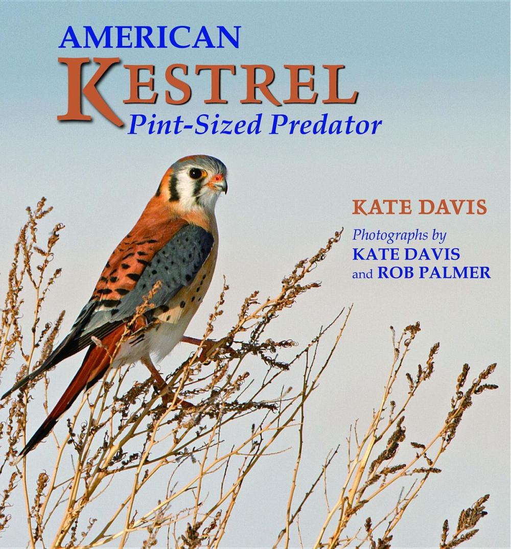 Big bigCover of American Kestrel