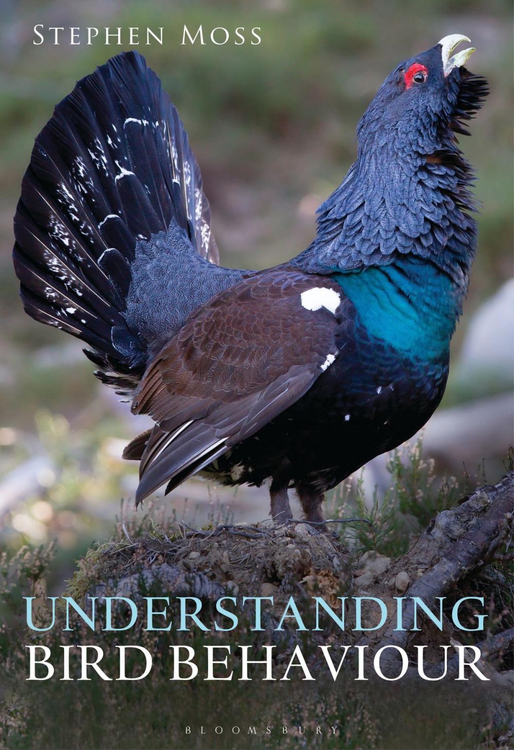 Big bigCover of Understanding Bird Behaviour