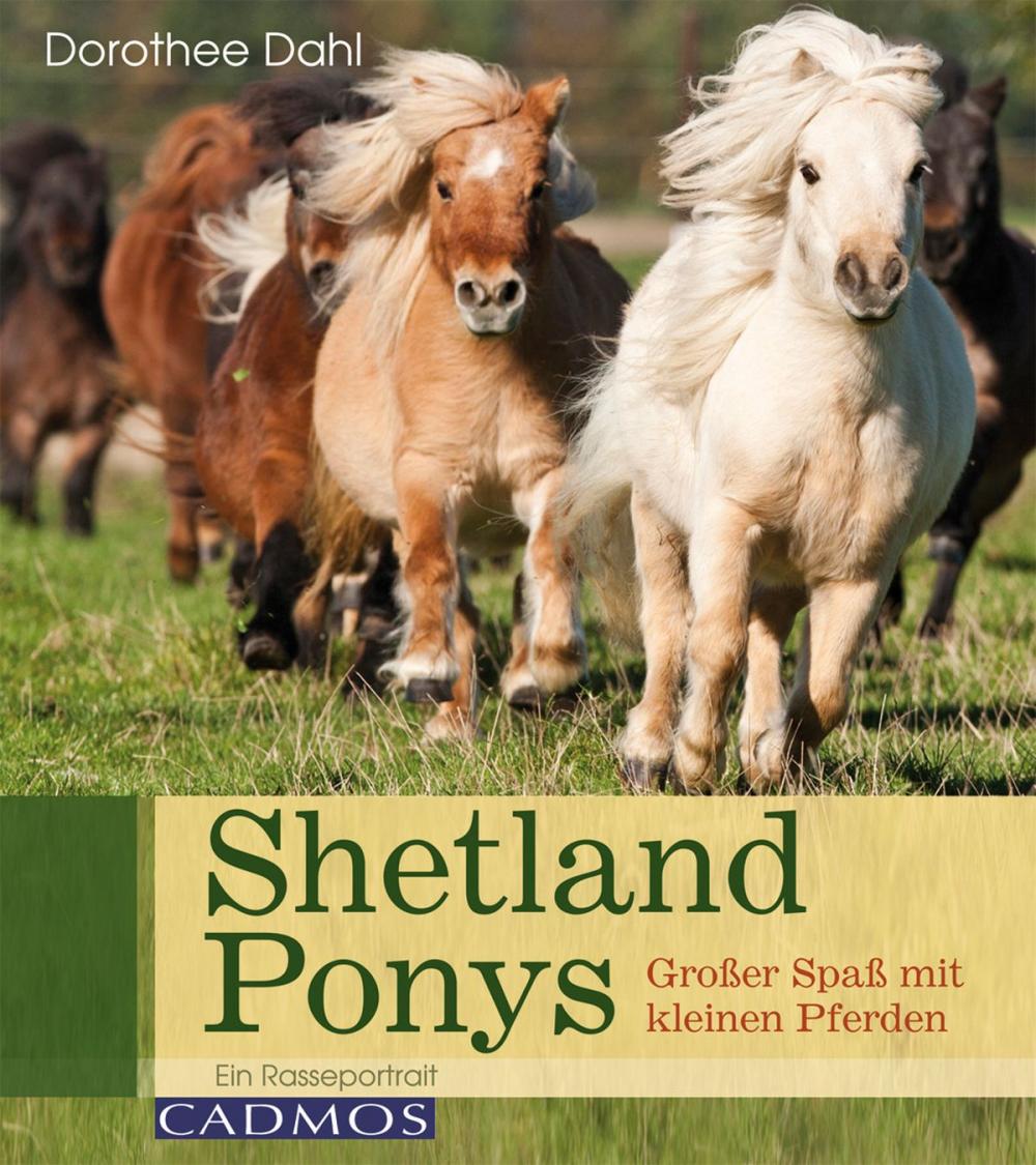 Big bigCover of Shetlandponys