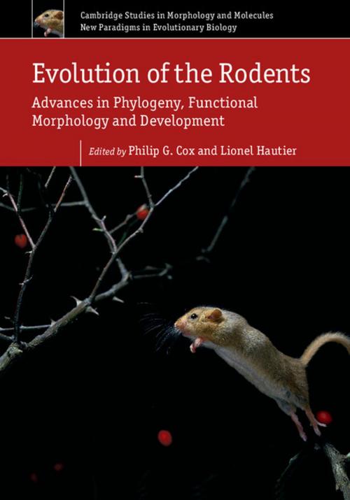 Cover of the book Evolution of the Rodents: Volume 5 by , Cambridge University Press