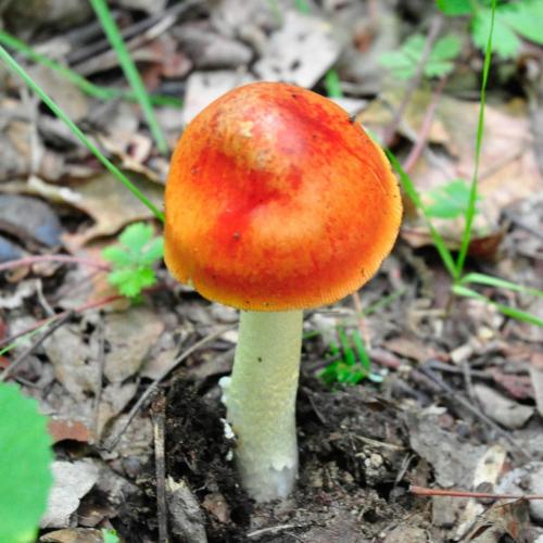 Cover of the book The Mushroom War by Wayne Blodgett, Ph.D., Wayne Blodgett