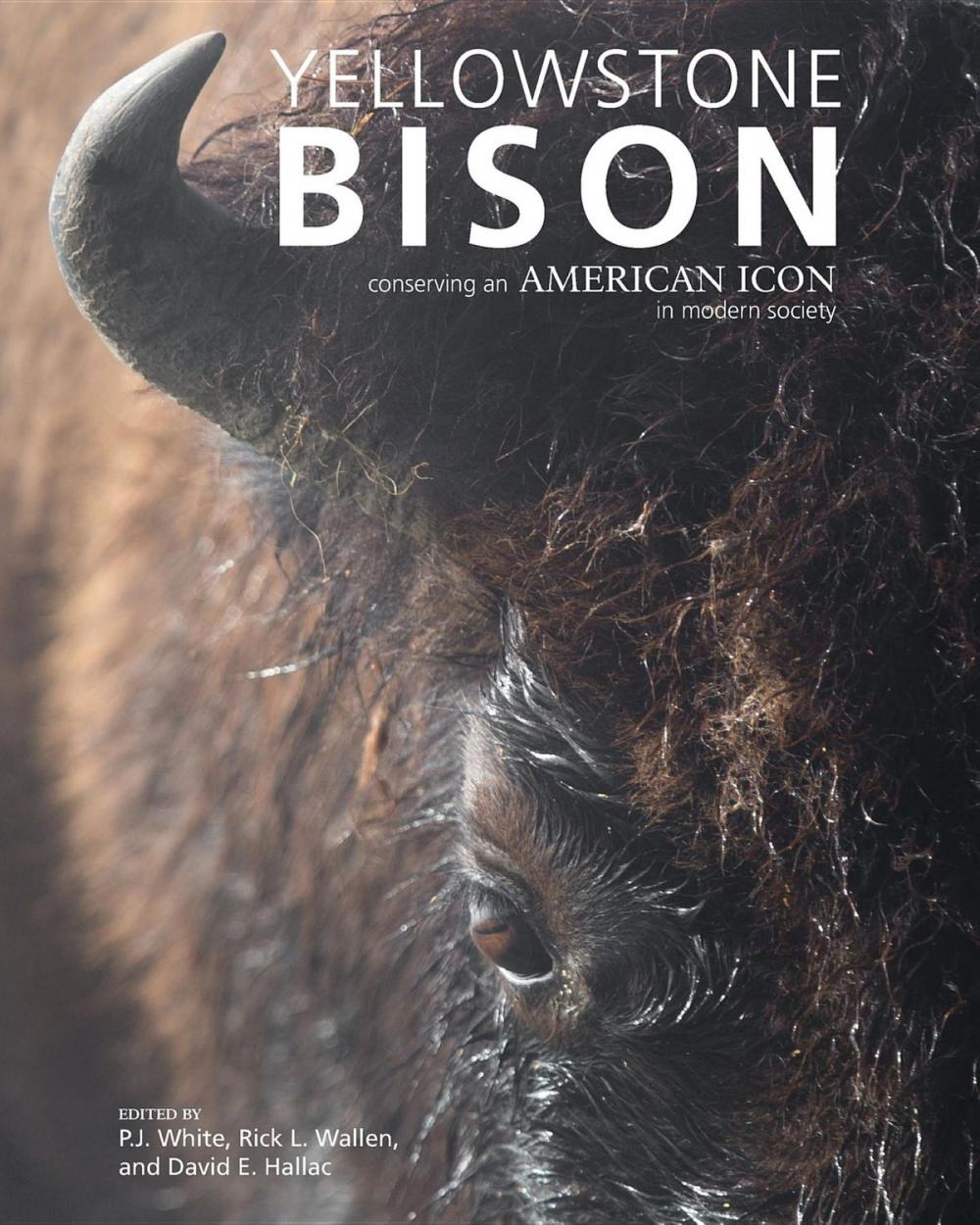 Big bigCover of Yellowstone Bison