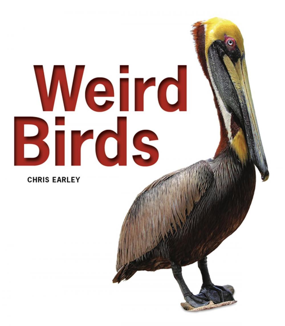 Big bigCover of Weird Birds