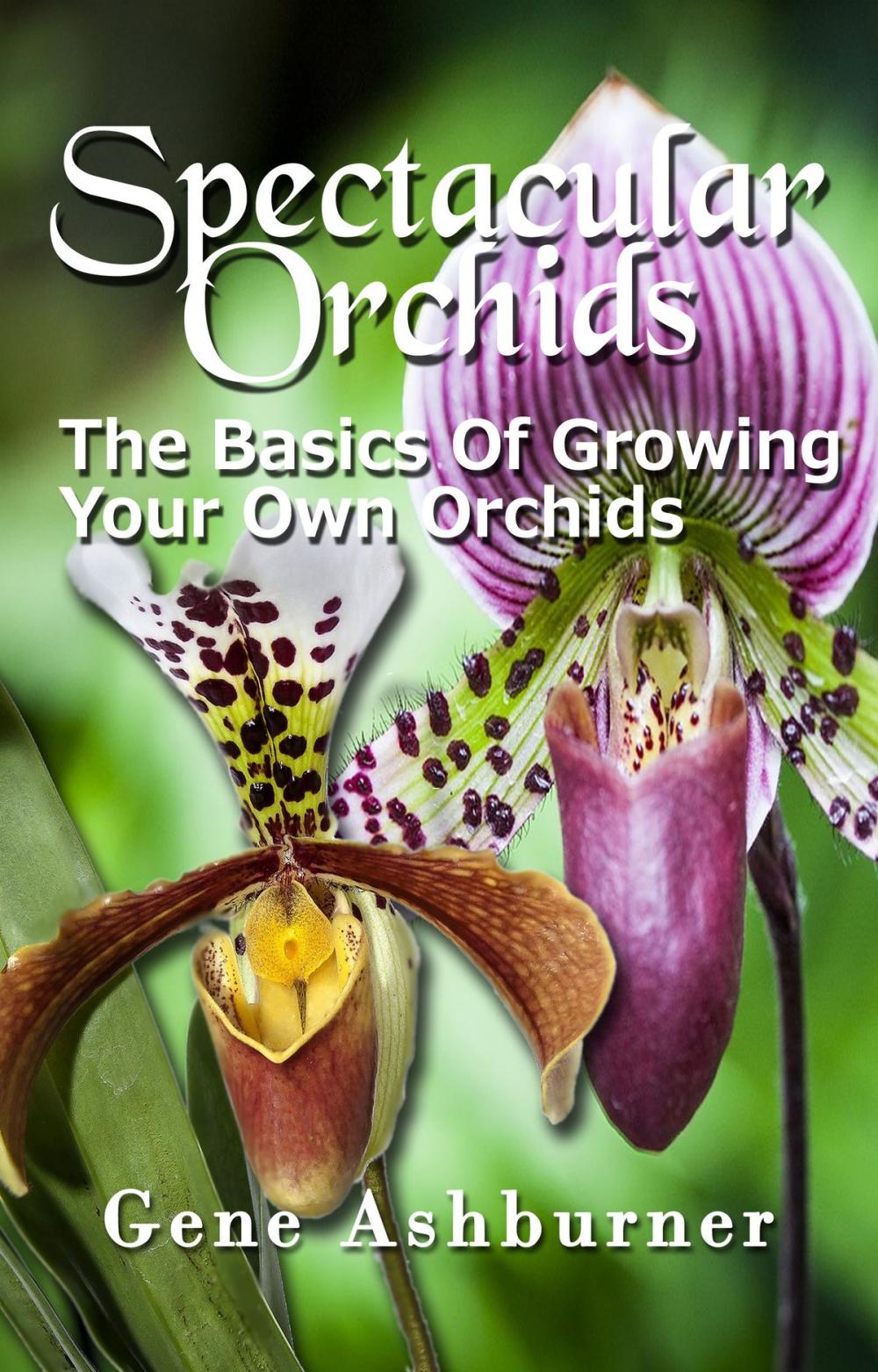 Big bigCover of Spectacular Orchids: The Basics Of Growing Your Own Orchids