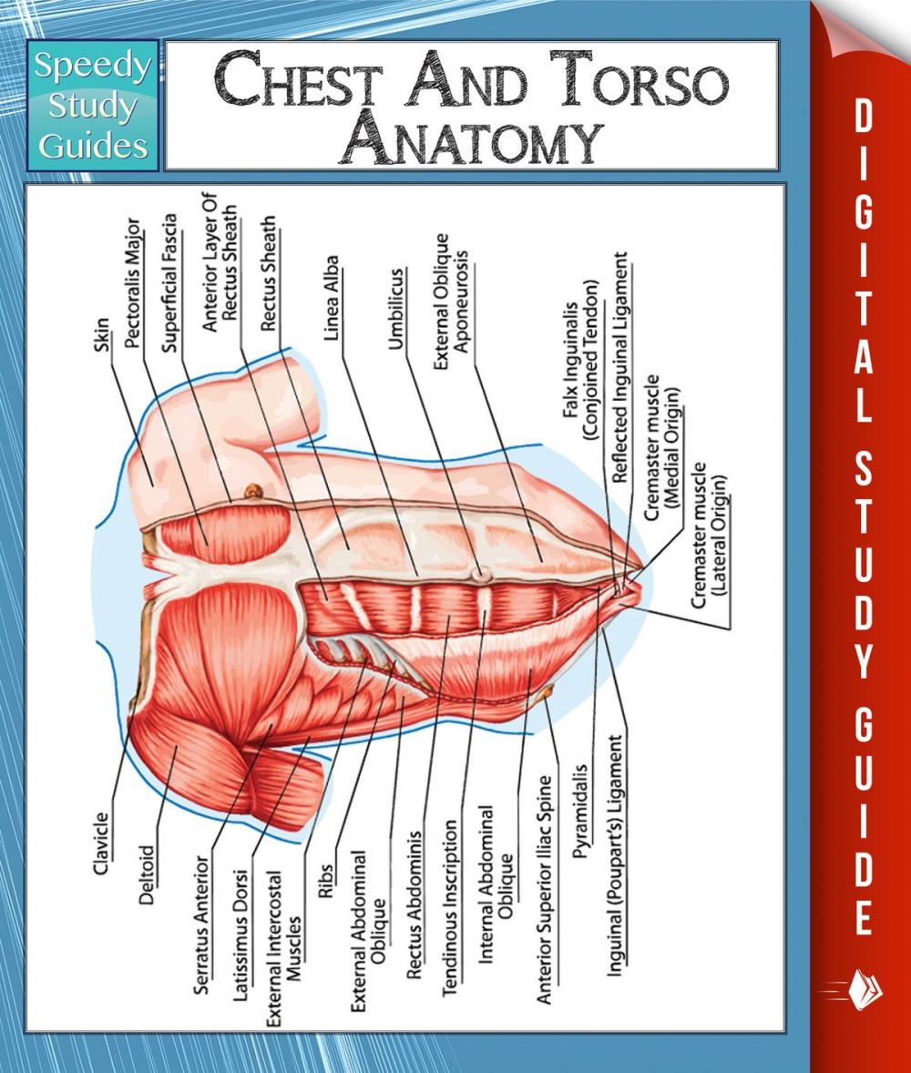 Big bigCover of Chest And Torso Anatomy (Speedy Study Guide)