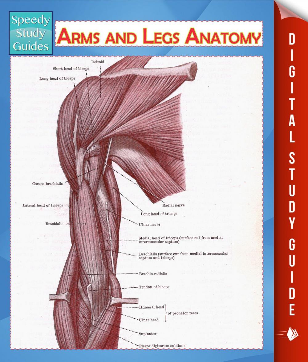 Big bigCover of Arms and Legs Anatomy (Speedy Study Guide)