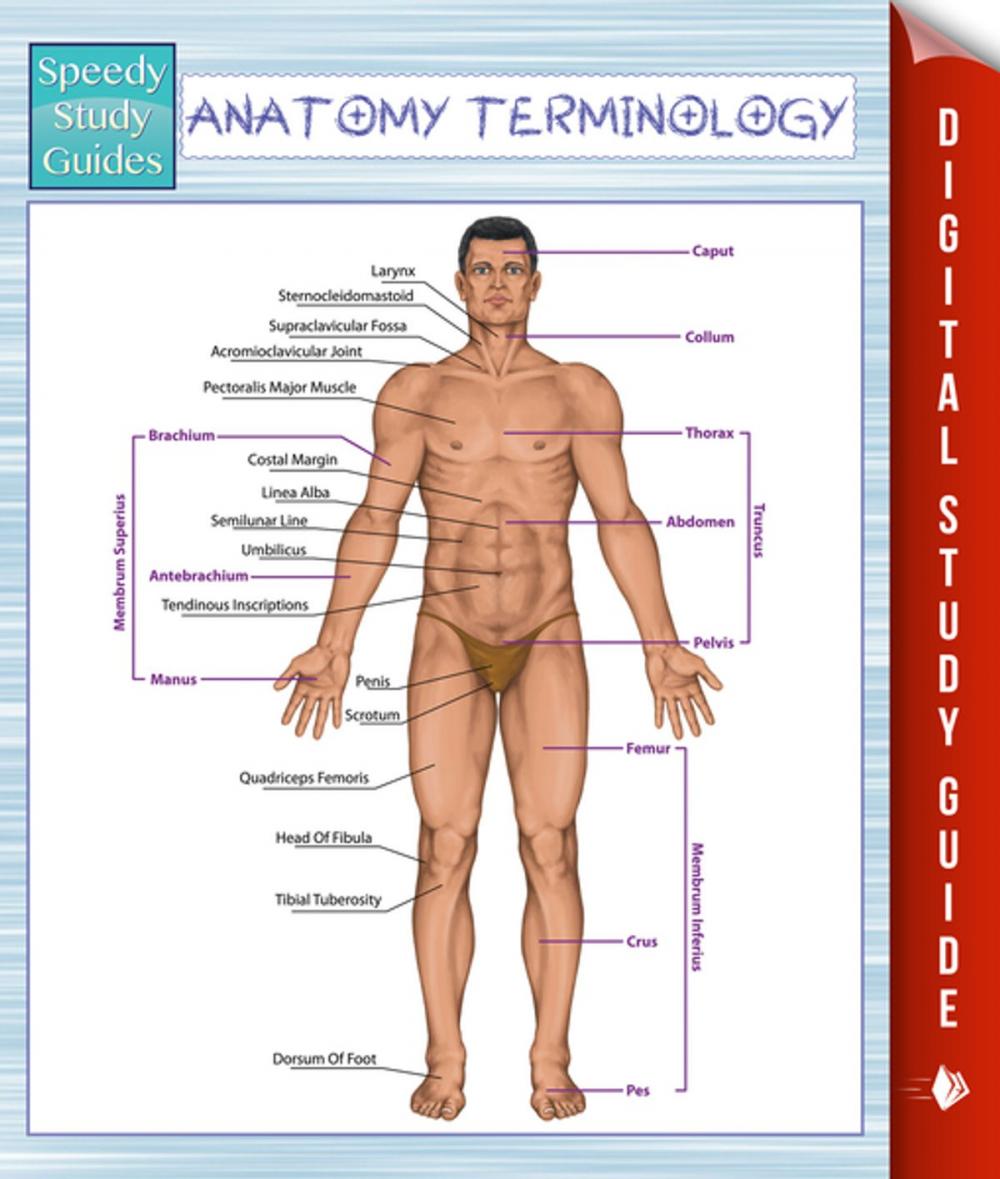 Big bigCover of Anatomy Terminology (Speedy Study Guides)