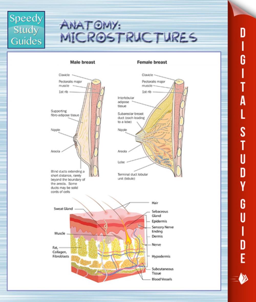 Big bigCover of Anatomy