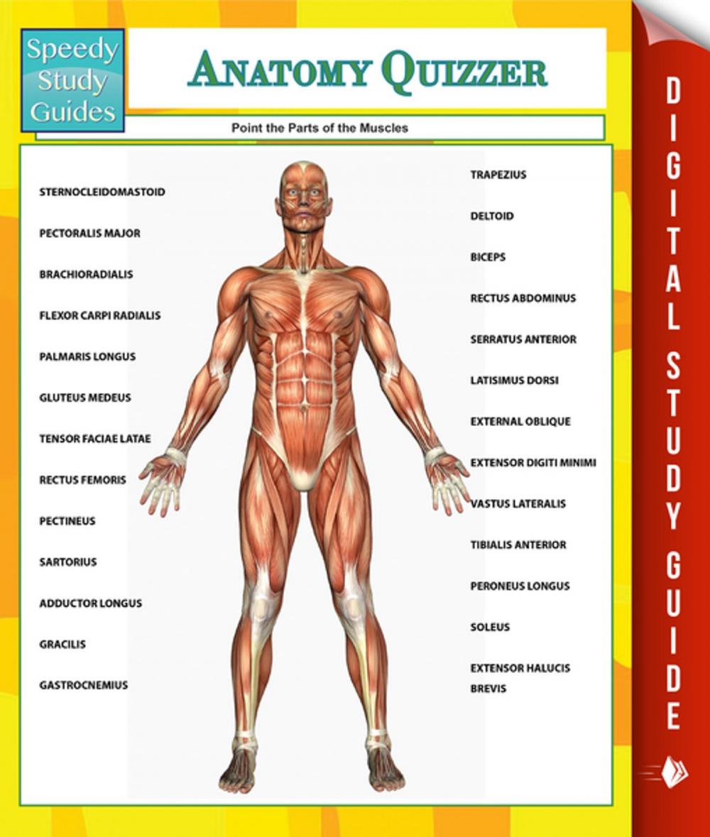 Big bigCover of Anatomy Quizzer (Speedy Study Guides)