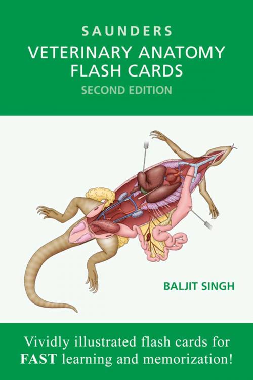 Cover of the book Veterinary Anatomy Flash Cards -- E-Book by SAUNDERS, Elsevier Health Sciences