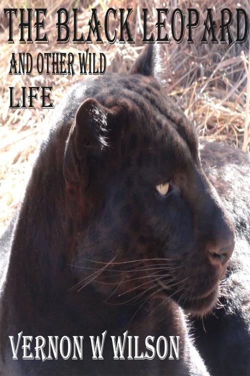 Cover of the book The Black Leopard and Other Wild Life by Vernon W. Wilson, Vernon W. Wilson