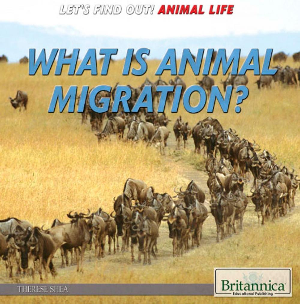 Big bigCover of What Is Animal Migration?