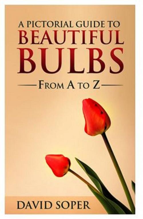 Cover of the book A Pictorial Guide to Beautiful Bulbs by David Soper, Walla2 Publishers