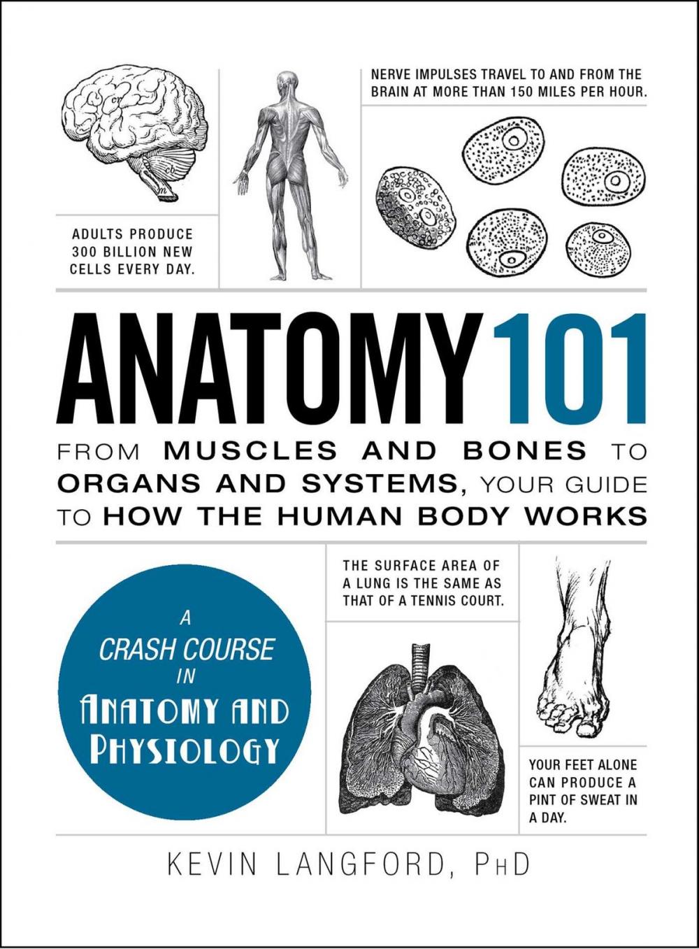 Big bigCover of Anatomy 101