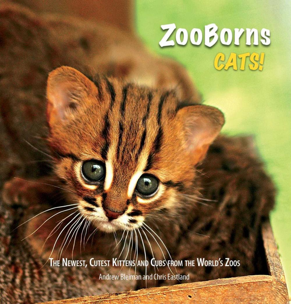 Big bigCover of ZooBorns Cats!