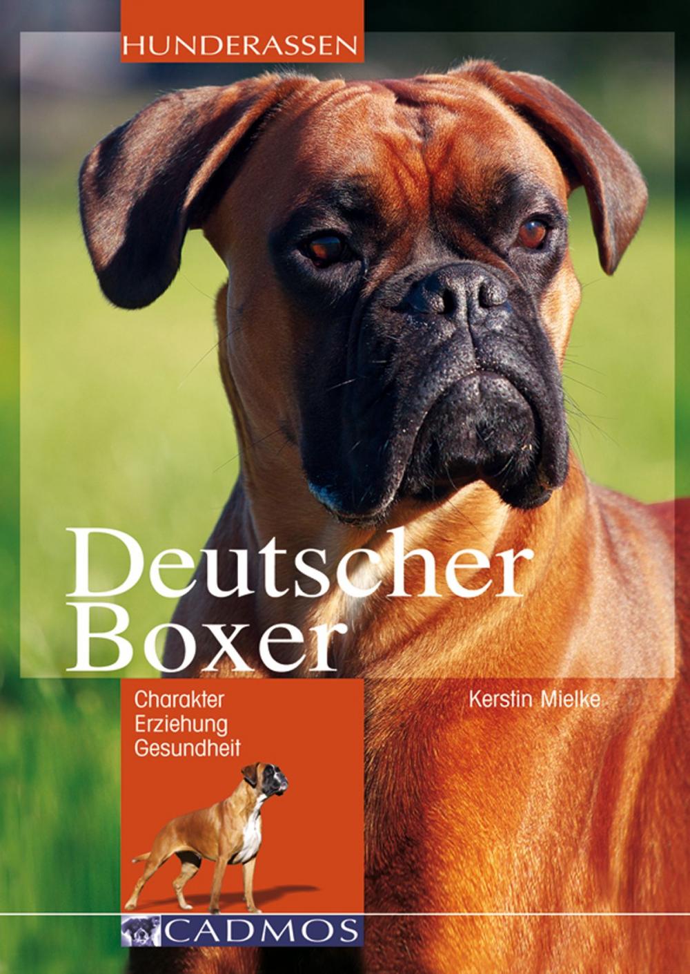 Big bigCover of Deutscher Boxer