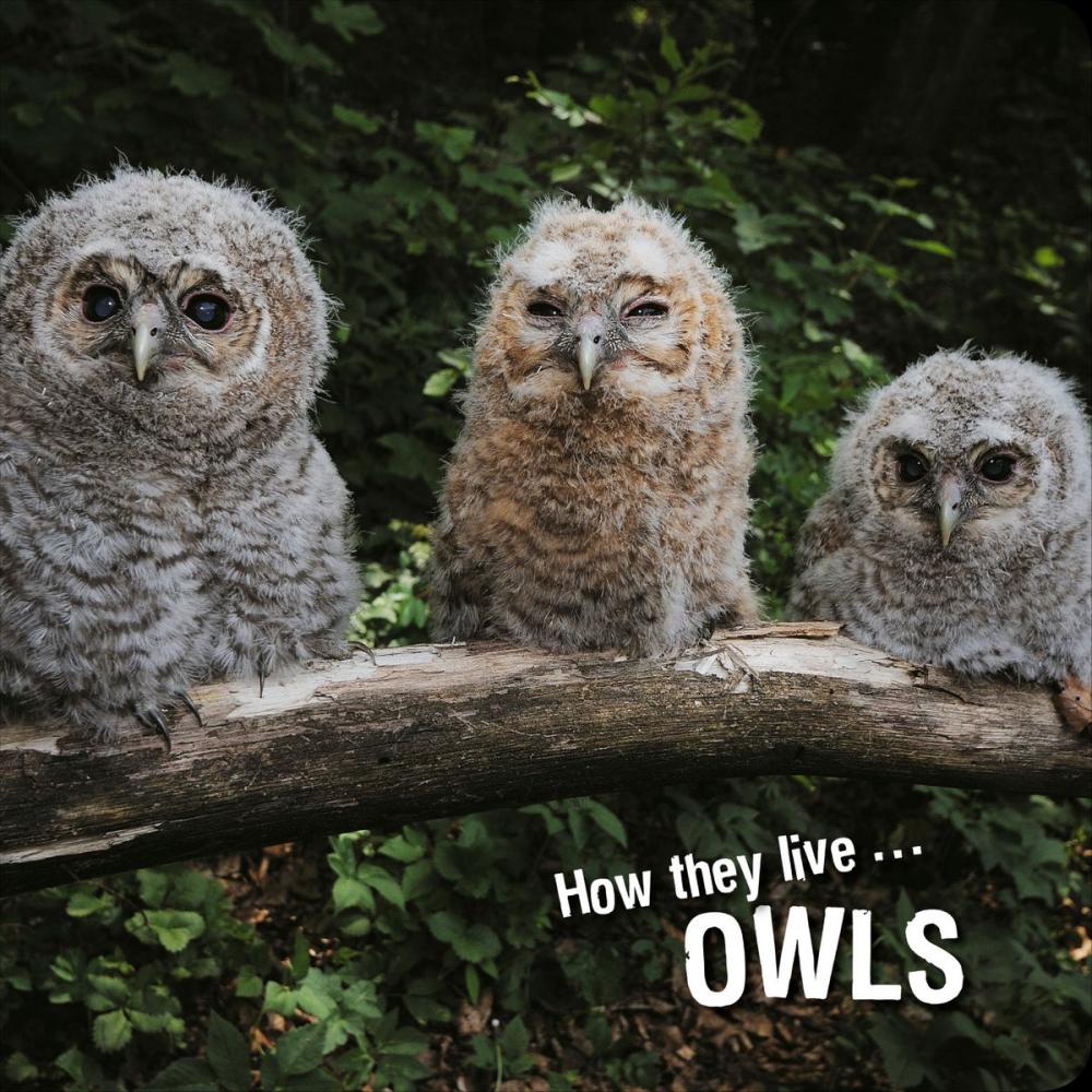 Big bigCover of How they live... Owls