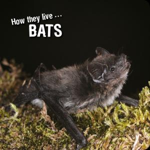 Cover of the book How they live... Bats by Ana Marija Toman