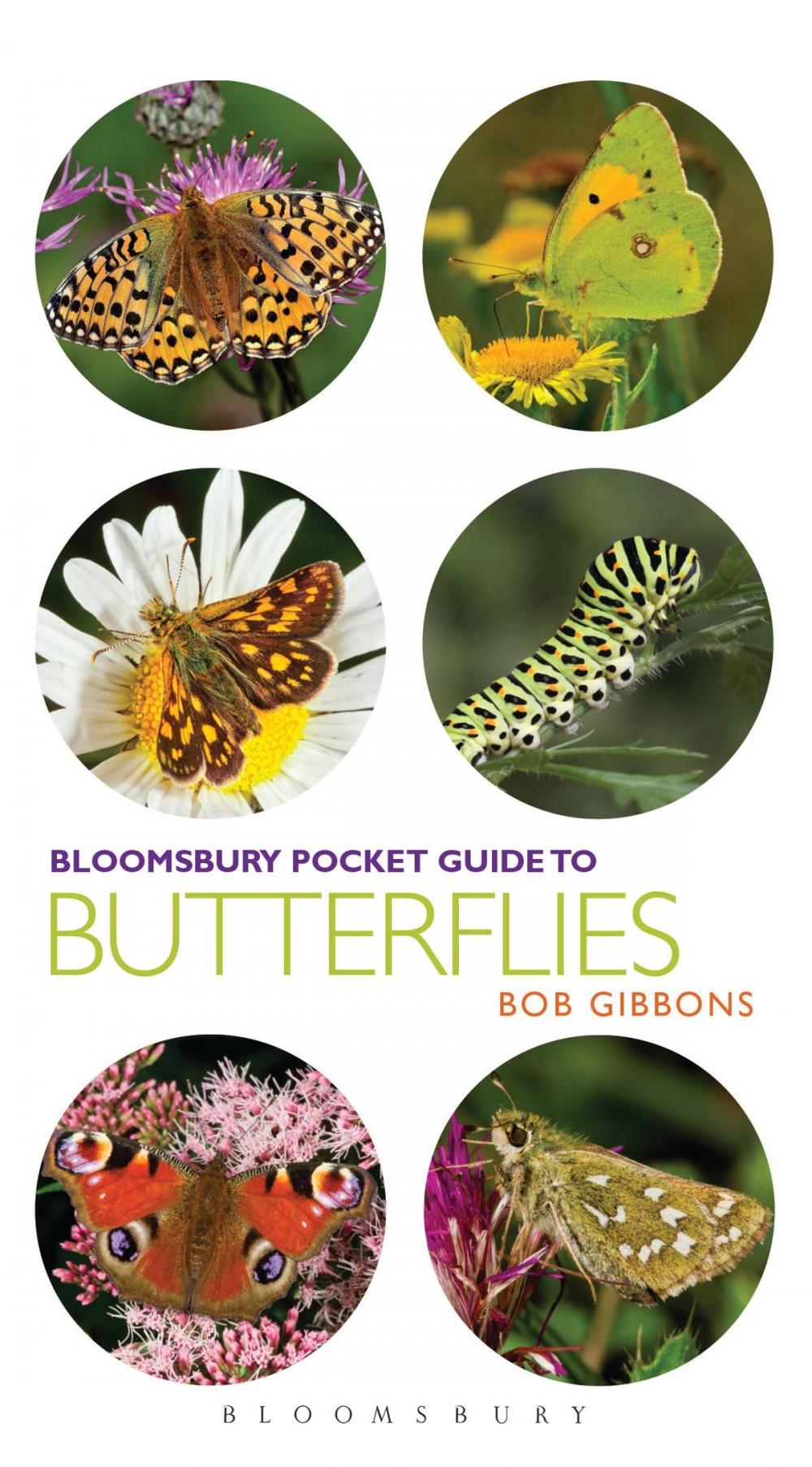 Big bigCover of Pocket Guide to Butterflies