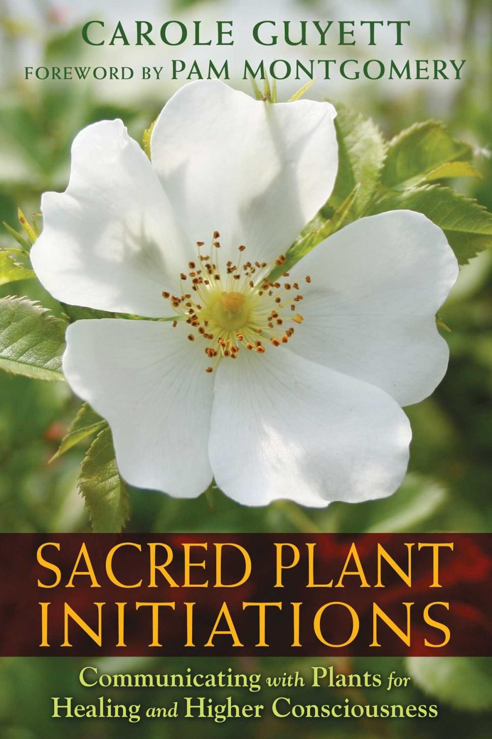 Big bigCover of Sacred Plant Initiations