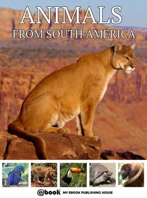 Book cover of Animals from South America
