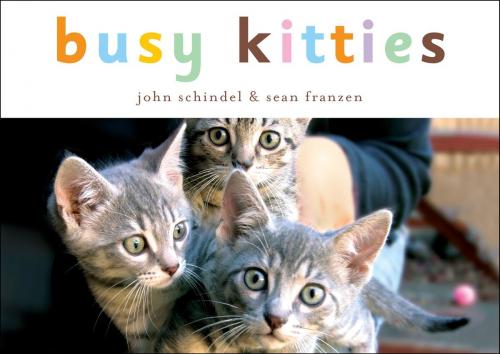 Cover of the book Busy Kitties by John Schindel, Random House Children's Books