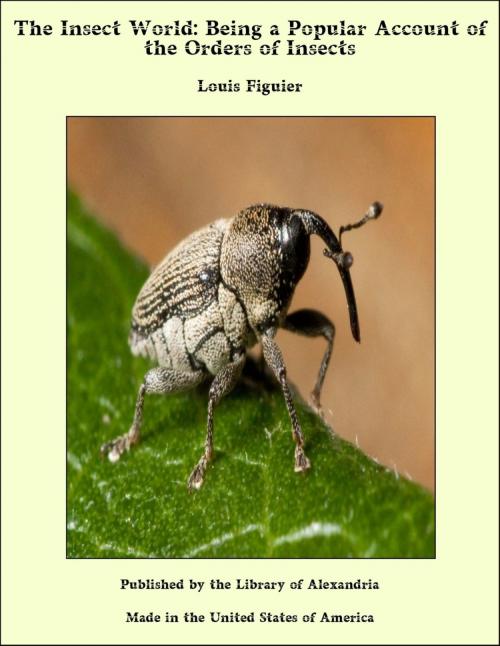 Cover of the book The Insect World: Being a Popular Account of the Orders of Insects by Louis Figuier, Library of Alexandria